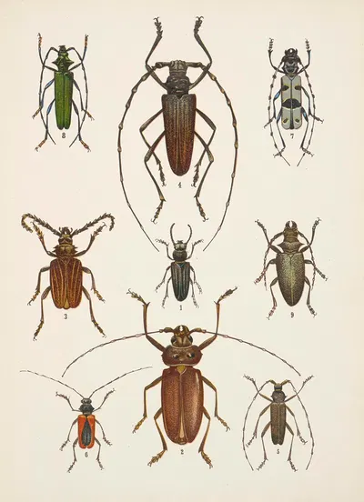 Chrząszcze (Beetles) Pl.15 by Kazimierz Kulwieć, 1926 — digital art print download