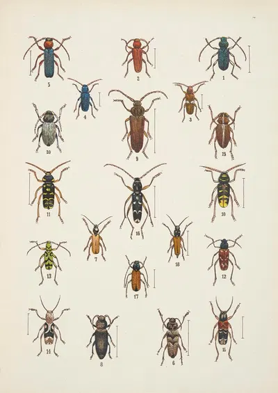 Chrząszcze (Beetles) Pl.16 by Kazimierz Kulwieć, 1926 — digital art print download