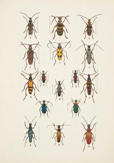 Chrząszcze (Beetles) Pl.18 by Kazimierz Kulwieć, 1926 — digital art print download