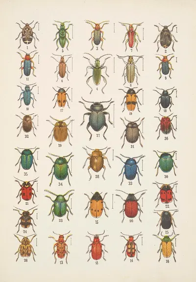 Chrząszcze (Beetles) Pl.19 by Kazimierz Kulwieć, 1926 — digital art print download