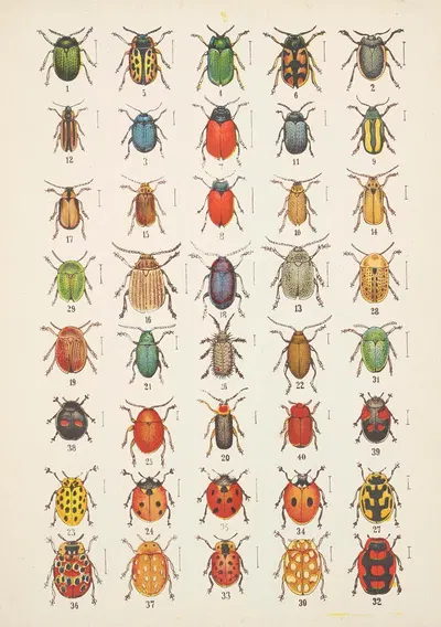 Chrząszcze (Beetles) Pl.20 by Kazimierz Kulwieć, 1926 — digital art print download