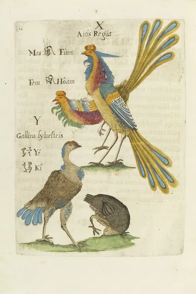 Aves Regiae by Michał Boym, 1656 — digital art print download