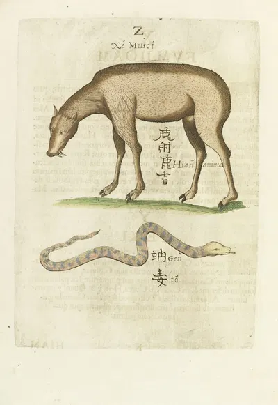 Hiam Animal Mufchi by Michał Boym, 1656 — digital art print download