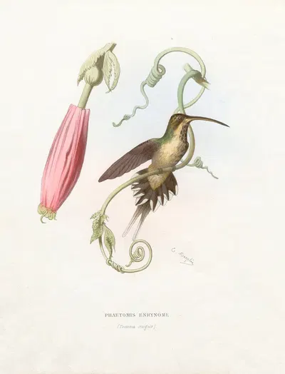 Phaetomis Enrynome by Поль Южен Меспле, 1874-1877 — digital art print download