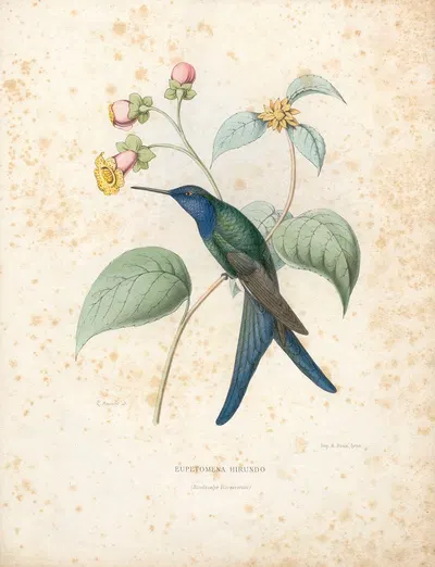 Eupetomena Hirundo by Paul Eugène Mesplès, 1874-1877 — digital art print download