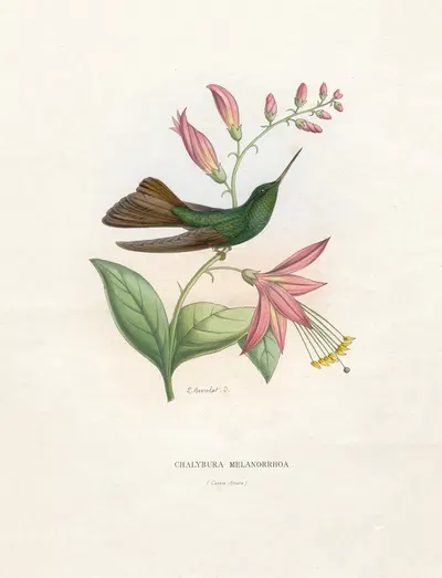 Chalybura Melanorrhoa by Paul Eugène Mesplès, 1874-1877 — digital art print download