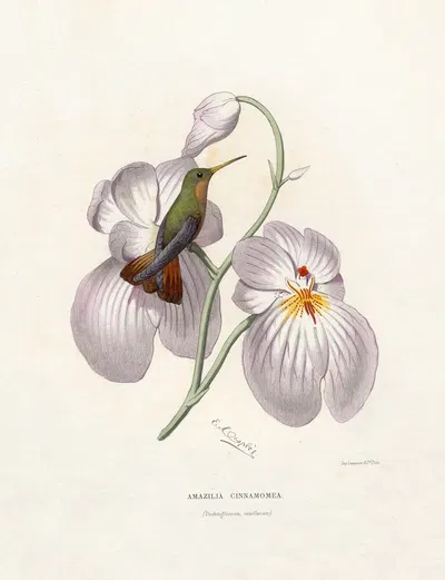 Amazilia Cinnamomea by Paul Eugène Mesplès, 1874-1877 — digital art print download