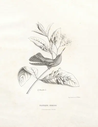 Panterpe Insignis by Поль Южен Меспле, 1874-1877 — digital art print download
