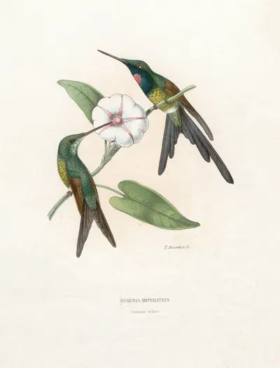 Eugenia Imperatris by Поль Южен Меспле, 1874-1877 — digital art print download