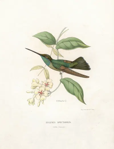 Eugenes Spectabilis by Поль Южен Меспле, 1874-1877 — digital art print download