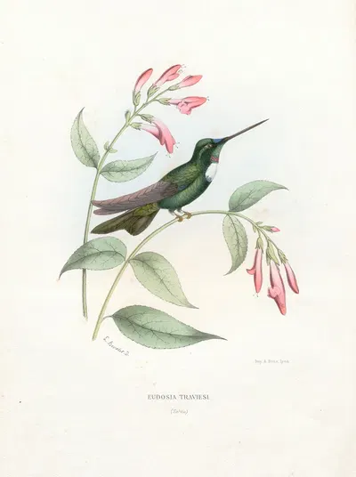 Eudosia Traviesi by Поль Южен Меспле, 1874-1877 — digital art print download