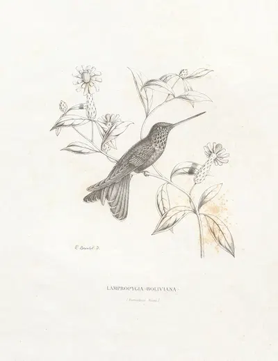 Lampropygia Boliviana by Поль Южен Меспле, 1874-1877 — digital art print download