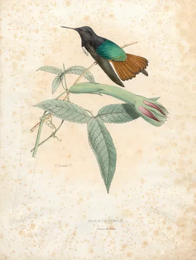 Aglaeactis Pamelae by Поль Южен Меспле, 1874-1877 — digital art print download