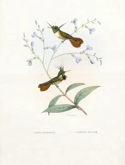 Diana Adorabilis, Paphosa Helenae by Paul Eugène Mesplès, 1874-1877 — digital art print download