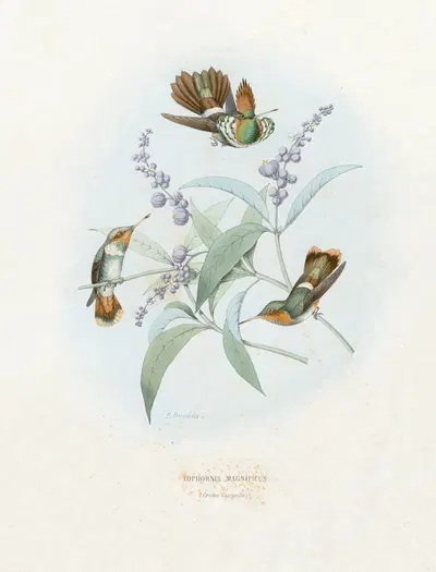 Lophornis Magnificus by Поль Южен Меспле, 1874-1877 — digital art print download