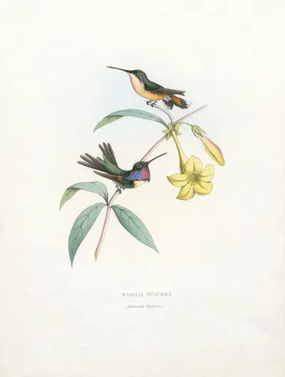 Manila Pulchra by Paul Eugène Mesplès, 1874-1877 — digital art print download