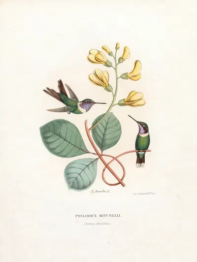 Philodice Mitchelli by Paul Eugène Mesplès, 1874-1877 — digital art print download