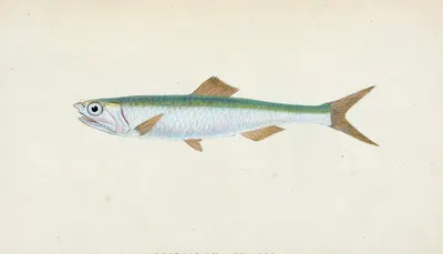 Anchovy, Clupea encrasicolus by Edward Donovan, 1803 — digital art print download