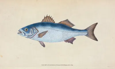 Basse, Perca labrax by Edward Donovan, 1803 — digital art print download