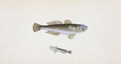 Black Goby, Gobius Niger by Edward Donovan, 1803 — digital art print download