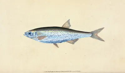 Bleak, Cyprinus Alburnus by Edward Donovan, 1803 — digital art print download