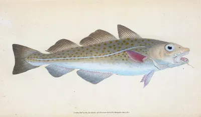 Common Cod-fish, Gadus Morhua by Edward Donovan, 1803 — digital art print download