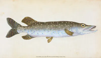Common Pike, Esox Lucius by Edward Donovan, 1803 — digital art print download