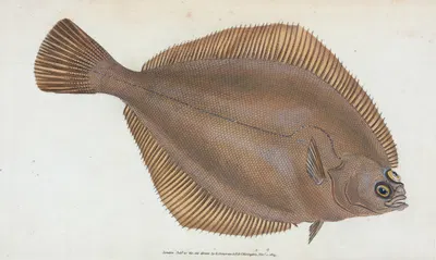 Dab, Pleuronectes limanda by Edward Donovan, 1803 — digital art print download