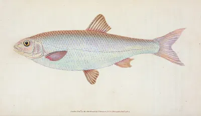 Dace, Cyprinus Leuciscus by Edward Donovan, 1803 — digital art print download