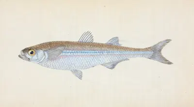 European Atherine, Atherina Hepsetus by Edward Donovan, 1803 — digital art print download