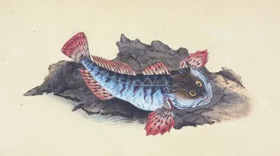 Father Lasher, or Sea Scorpion, Cottus Scorpius by Edward Donovan, 1803 — digital art print download