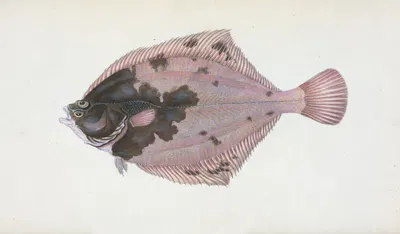Flounder, Pleuronectes Flessus by Edward Donovan, 1803 — digital art print download