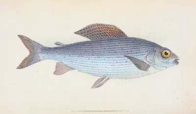 Grayling, Salmo Thymallus by Edward Donovan, 1803 — digital art print download
