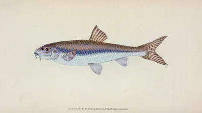 Gudgeon, Cyprinus Gobio by Edward Donovan, 1803 — digital art print download