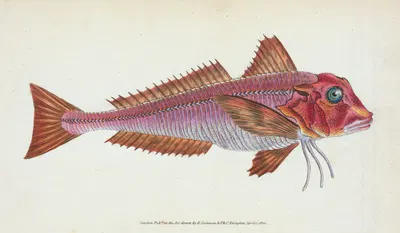 Gurnard, streaked, Tirgla Lineatus by Edward Donovan, 1803 — digital art print download