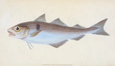 Haddock, Gadus Æglefinus by Edward Donovan, 1803 — digital art print download