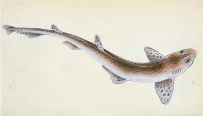 Lesser Spotted Dog-fish, Squalus Catulus by Edward Donovan, 1803 — digital art print download