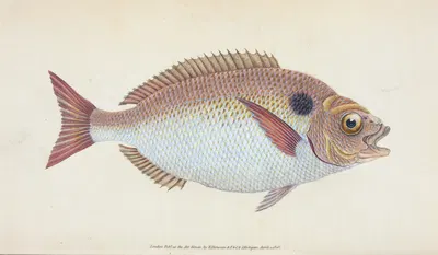 Lunulated Gilt-head, Sparus Aurata by Edward Donovan, 1803 — digital art print download