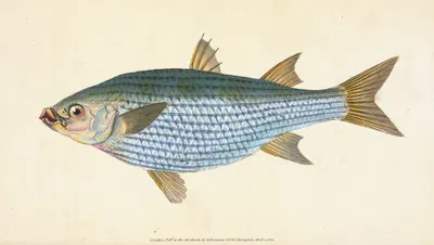 Mullet, Mugil Cephalus by Edward Donovan, 1803 — digital art print download