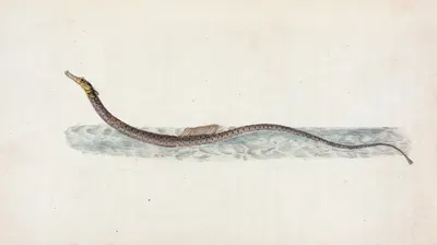 Pelagic Pipe-fish, Syngnathus Pelagicus by Edward Donovan, 1803 — digital art print download