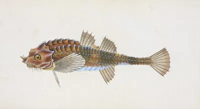 Pogge, Cottus Cataphractus by Edward Donovan, 1803 — digital art print download