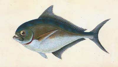 Ray's toothed Gilt-head, Sparus Raii by Edward Donovan, 1803 — digital art print download