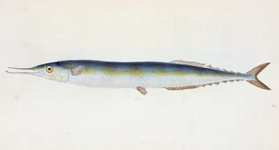 Saury, or Skipper Pike, Esox saurus by Edward Donovan, 1803 — digital art print download