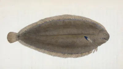 Sole, Pleuronectes Solea by Edward Donovan, 1803 — digital art print download