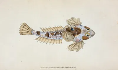 Sordit Dragonet, Callionymus Dracunculus by Edward Donovan, 1803 — digital art print download