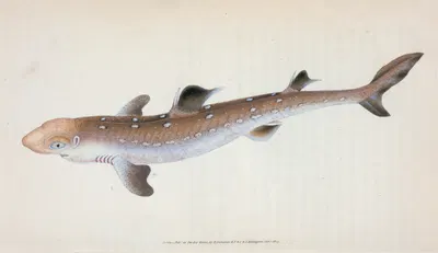 Spine-backed Shark, Squalus Acanthias by Edward Donovan, 1803 — digital art print download