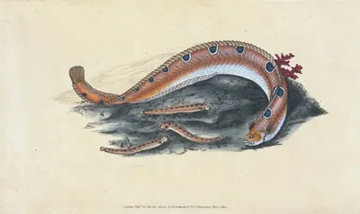 Spotted Blenny, or Butter-fish, Blennius gunnellus by Edward Donovan, 1803 — digital art print download