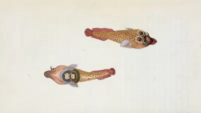 Sucker, Ocellated, Cyclopterus Ocellatus by Edward Donovan, 1803 — digital art print download