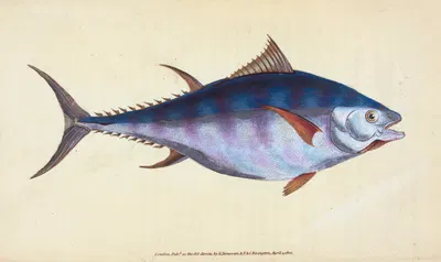 Tunny, Scomber Thynnus by Edward Donovan, 1803 — digital art print download