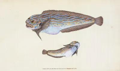 Unctuous Sucker, Cyclopterus liparis by Edward Donovan, 1803 — digital art print download